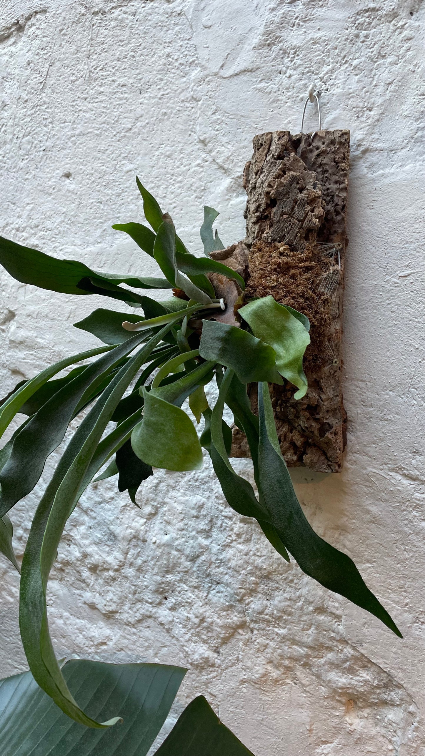 Taller de Cuerno de Alce sobre Corcho en Barcelona