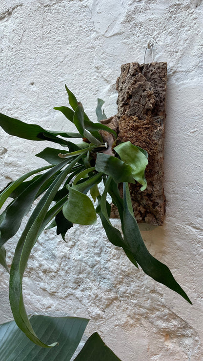 Taller de Cuerno de Alce sobre Corcho en Barcelona