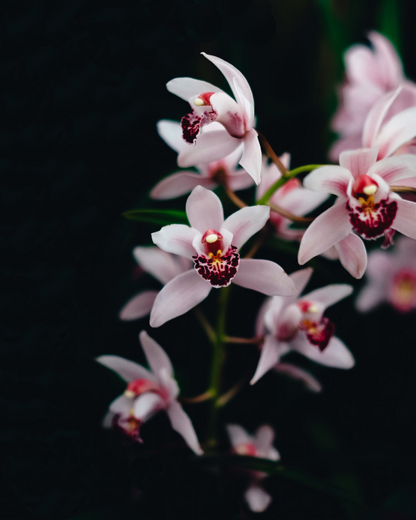 Taller de Cuidados de Orquídeas en Madrid