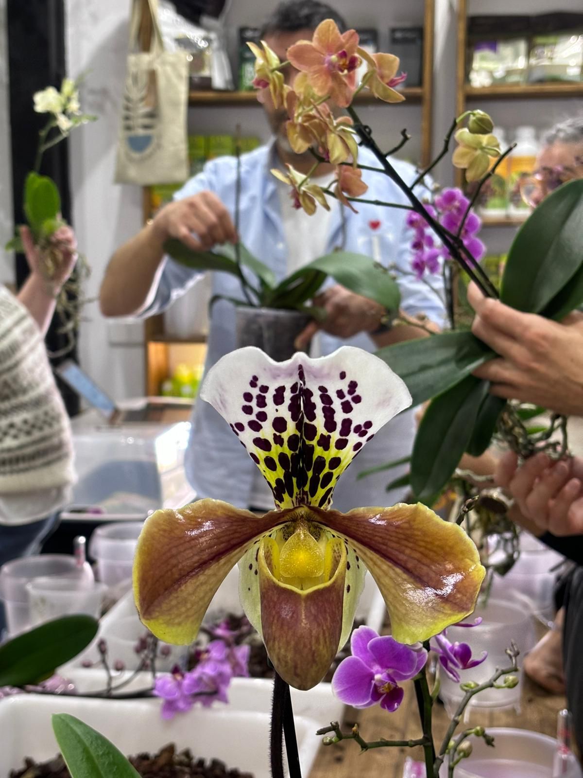 Taller de Cuidados de Orquídeas en Madrid