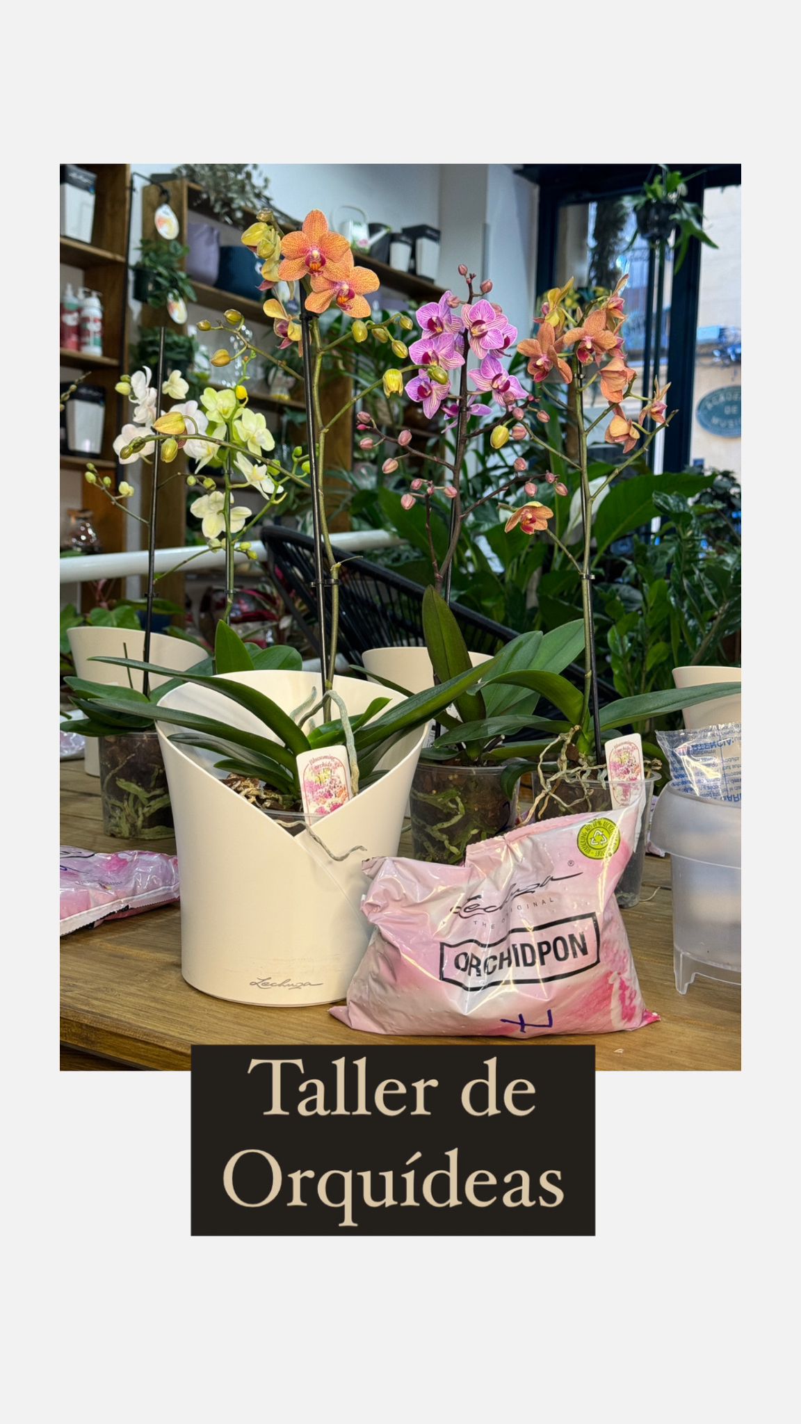 Taller de Cuidados de Orquídeas en Madrid
