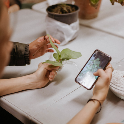 Taller de Cuidados de Plantas en Madrid