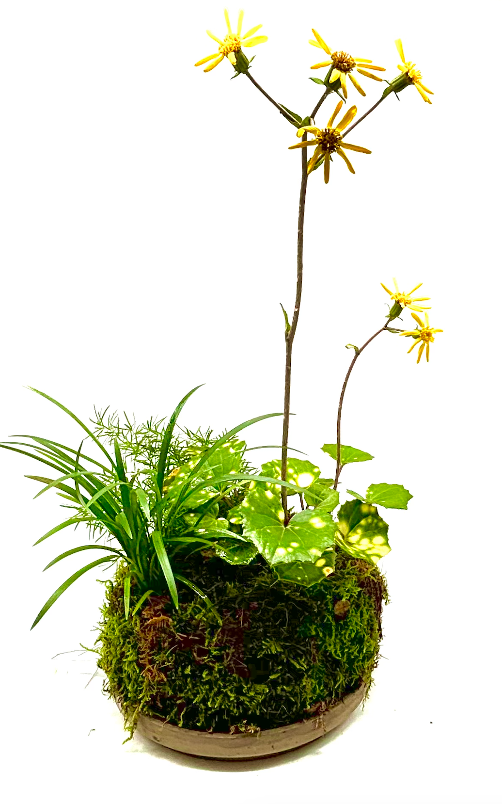 Taller de Jardín Japones de Bolsillo - “Pocket Garden”