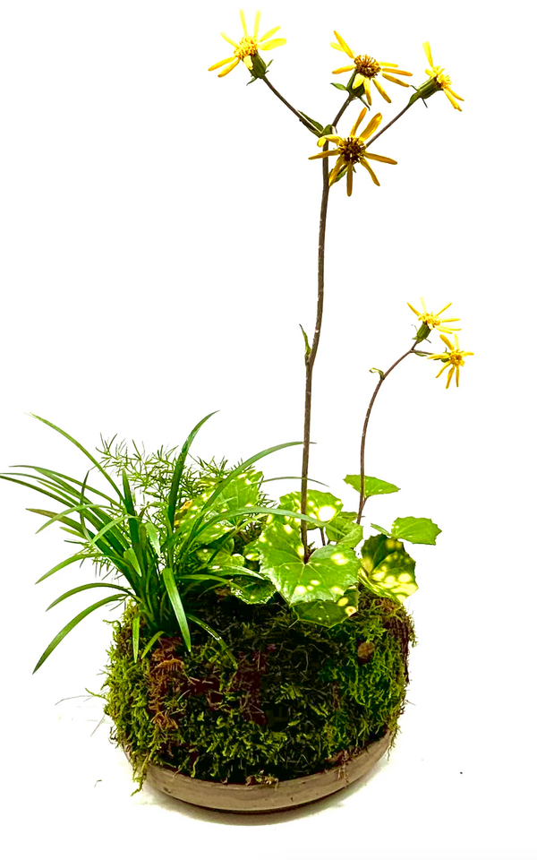 Taller de Jardín Japones de Bolsillo - “Pocket Garden”