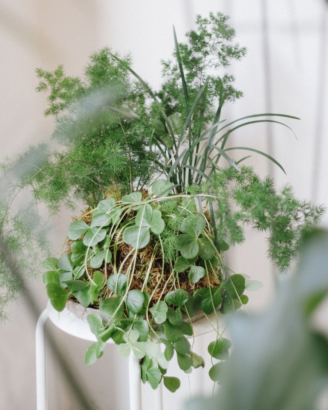 Taller de Jardín Japones de Bolsillo - “Pocket Garden”