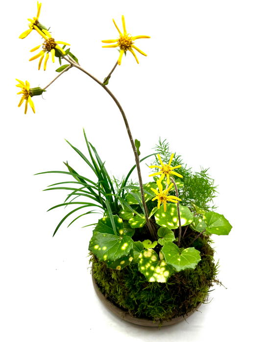 Taller de Jardín Japones de Bolsillo - “Pocket Garden”