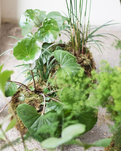 Taller de Jardín Japones de Bolsillo - “Pocket Garden”