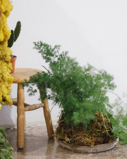 Taller de Jardín Japones de Bolsillo - “Pocket Garden”