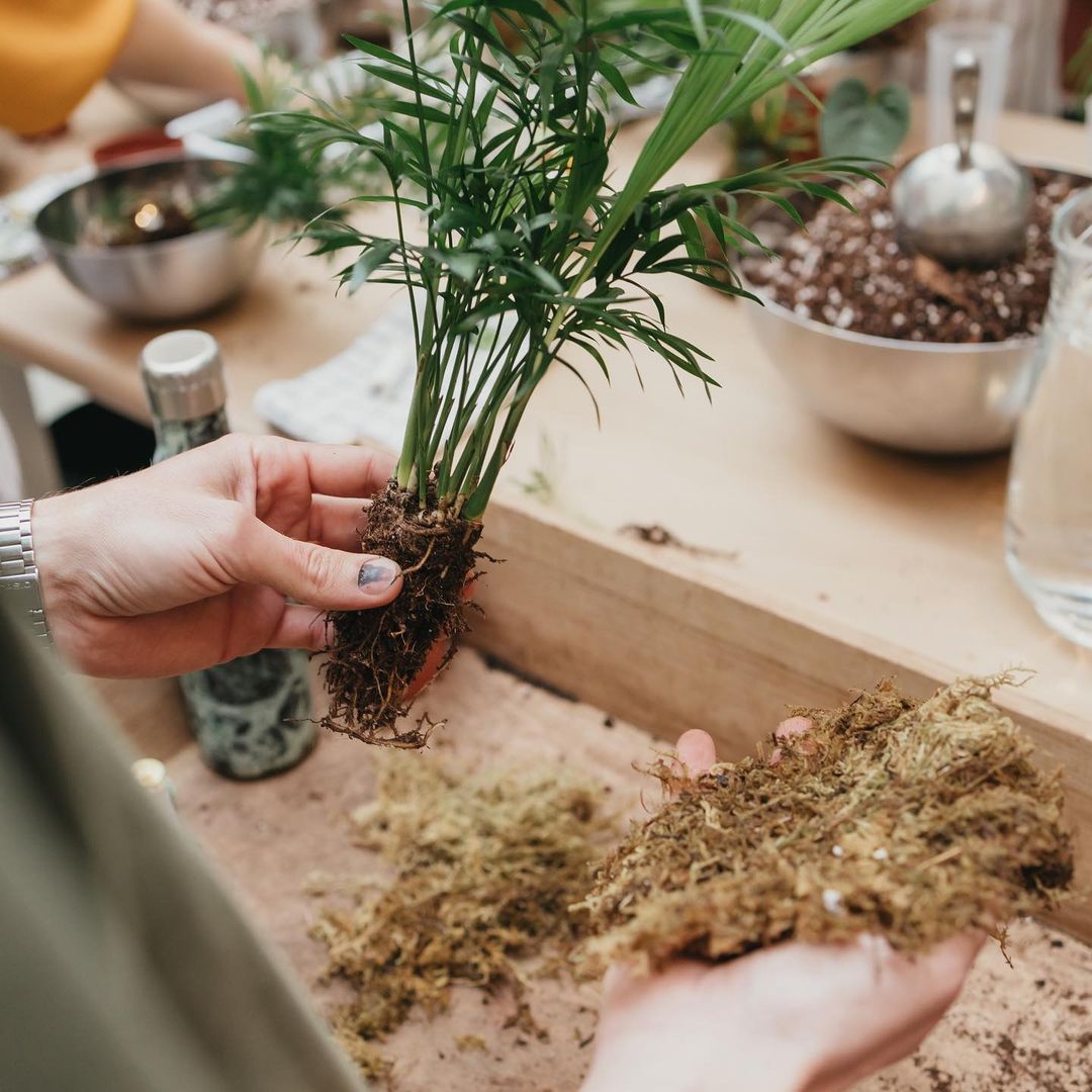 Taller de Kokedama en Barcelona