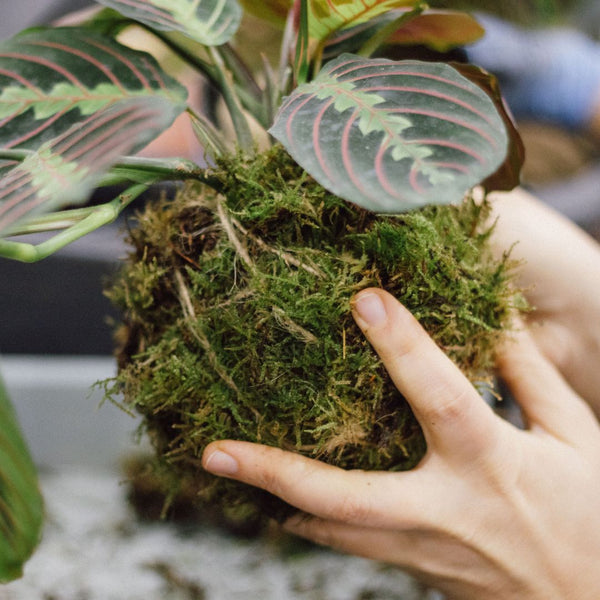 Taller de Kokedama en Madrid