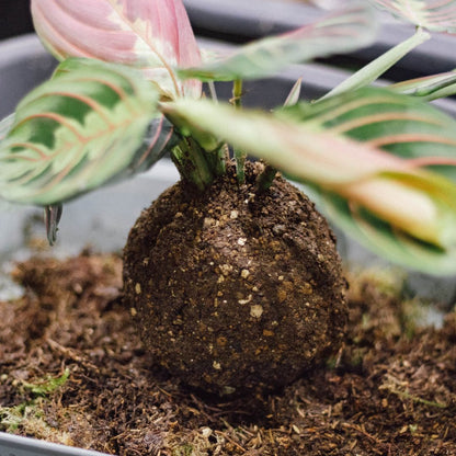 Taller de Kokedama en Madrid