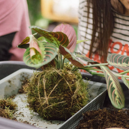 Taller de Kokedama en Madrid