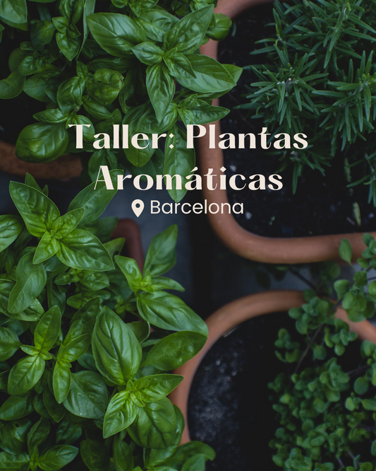 Taller de Plantas Aromáticas