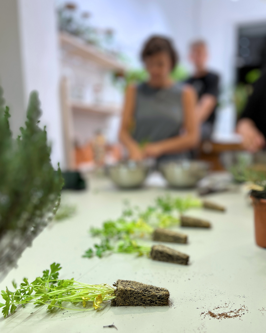 Taller de Plantas Aromáticas