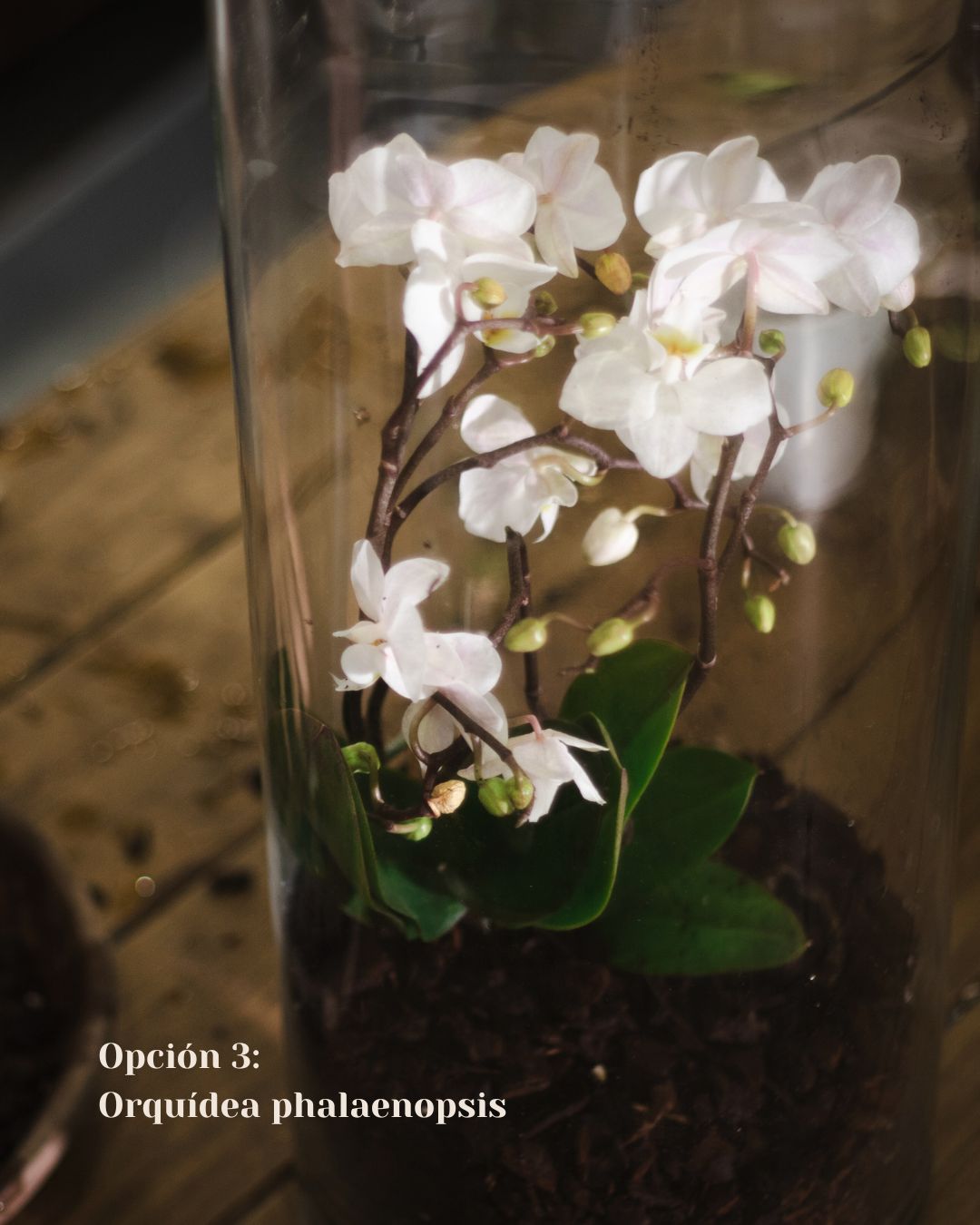 Premium Terrarium Workshop with Exotic Plants in Madrid