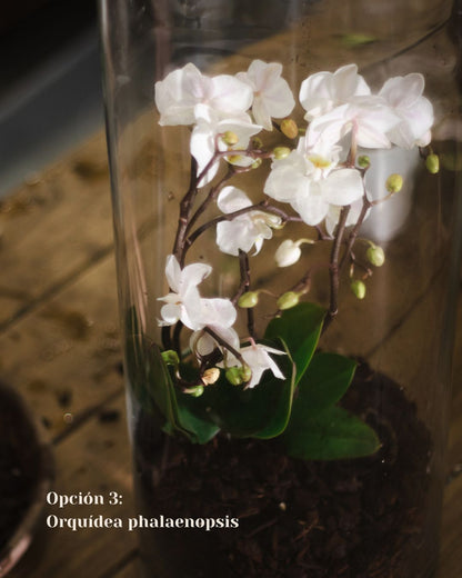 Premium Terrarium Workshop with Exotic Plants in Madrid