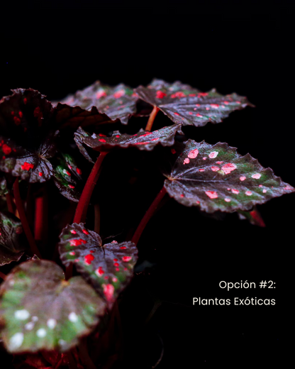 Premium Terrarium Workshop with Exotic Plants in Madrid