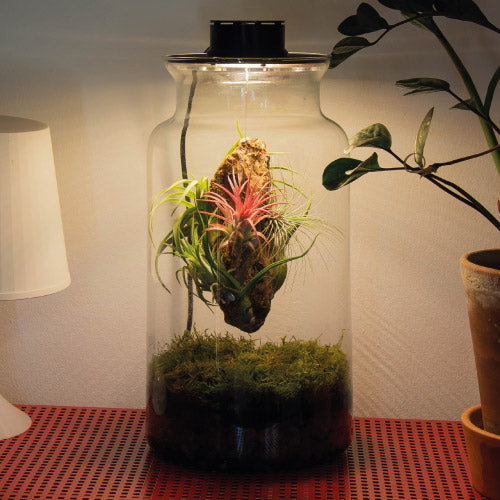 Taller de Terrario - Jardines Eternos con Plantas de Aire en Sant Cugat