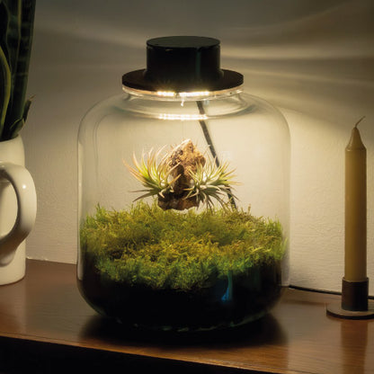Taller de Terrario - Jardines Eternos con Plantas de Aire en Sant Cugat