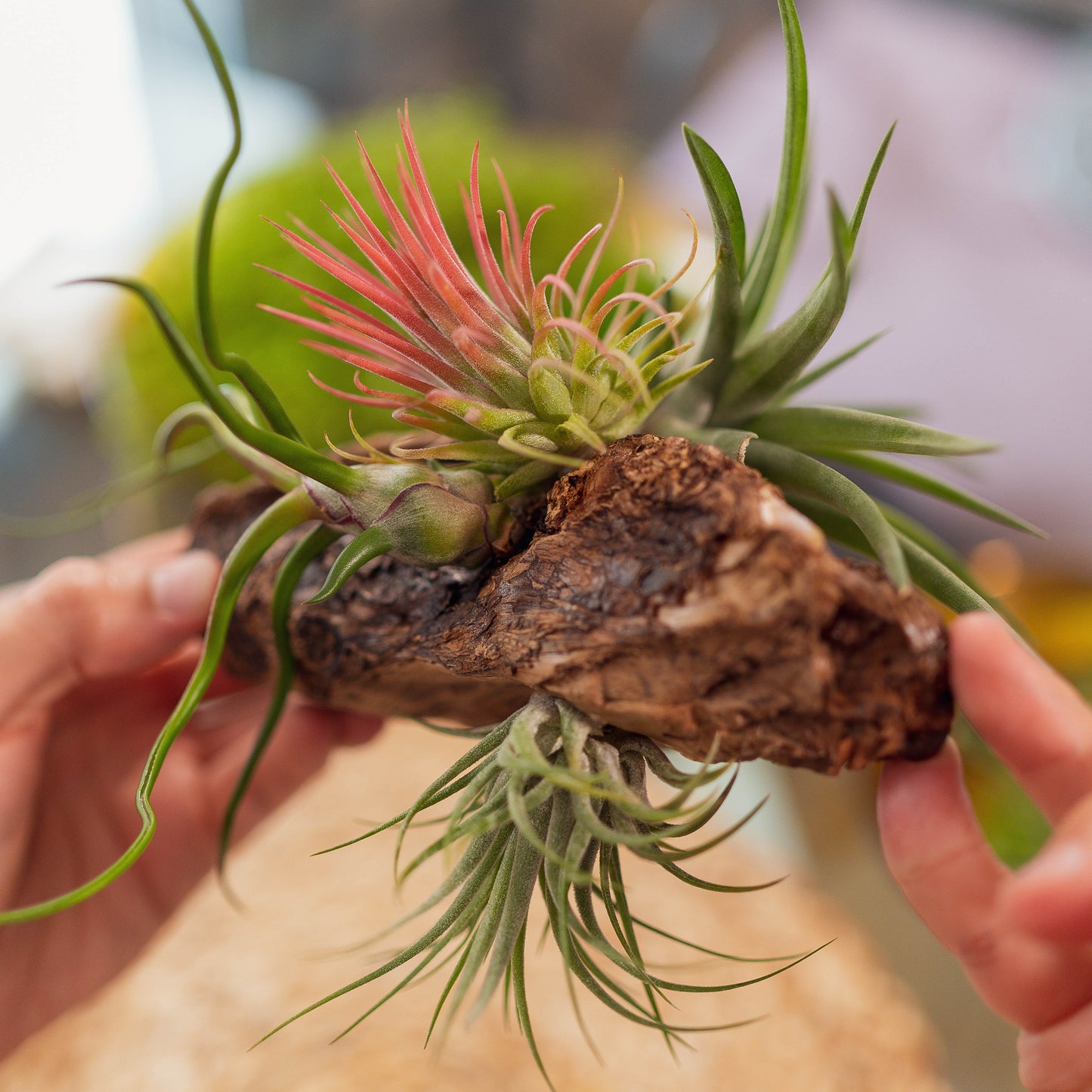 Taller de Terrario - Jardines Eternos con Plantas de Aire en Sant Cugat