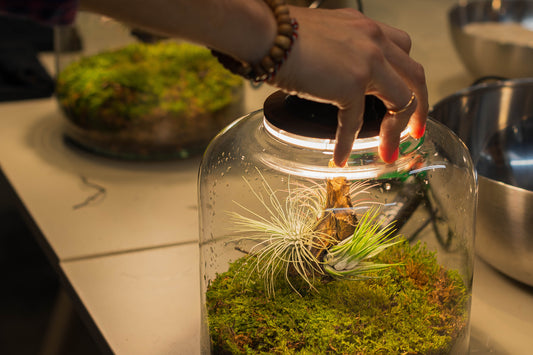 Taller de Terrario - Jardines Eternos con Plantas de Aire en Sant Cugat