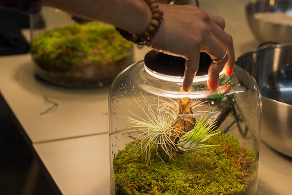 Taller de Terrario - Jardines Eternos con Plantas de Aire en Sant Cugat