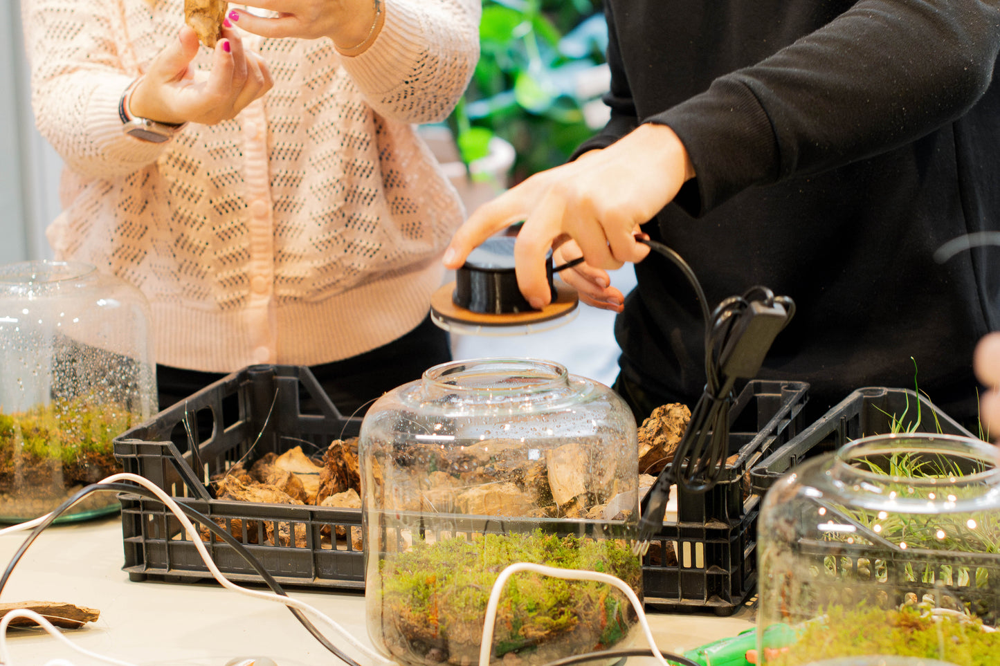 Taller de Terrario - Jardines Eternos con Plantas de Aire en Sant Cugat
