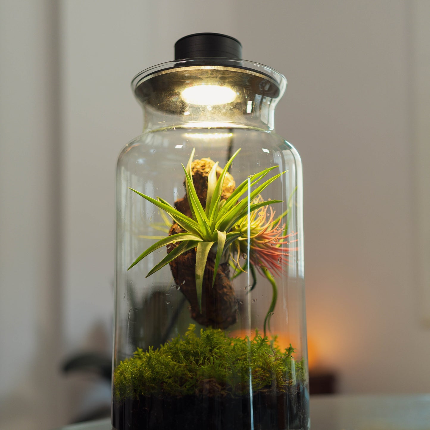 Taller de Terrario - Jardines Eternos con Plantas de Aire en Sant Cugat