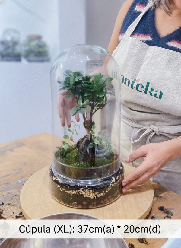 Taller de Terrario en Valencia
