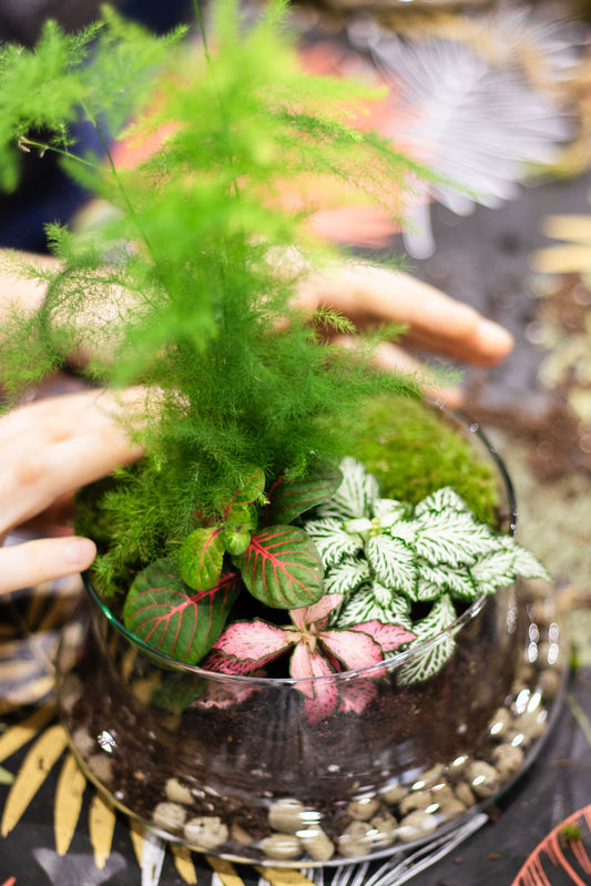 Taller de Terrario en Valencia