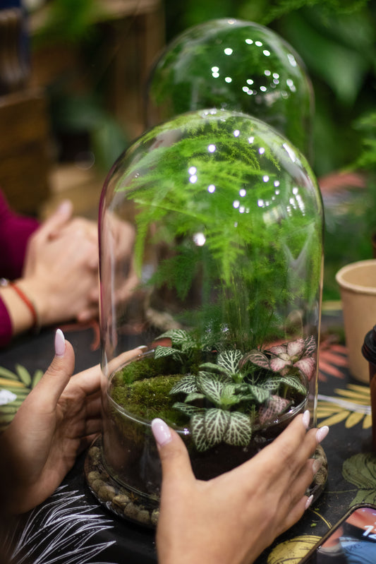 Taller de Terrario en Valencia