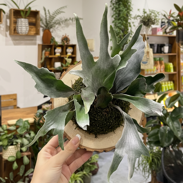 Taller de Cuerno de Alce en Madrid