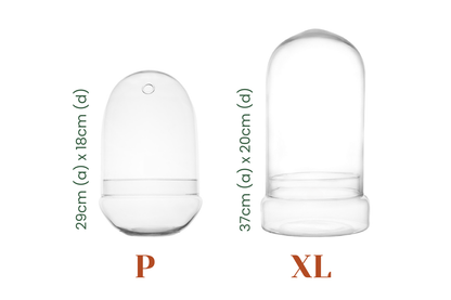 Taller de Terrario en Madrid