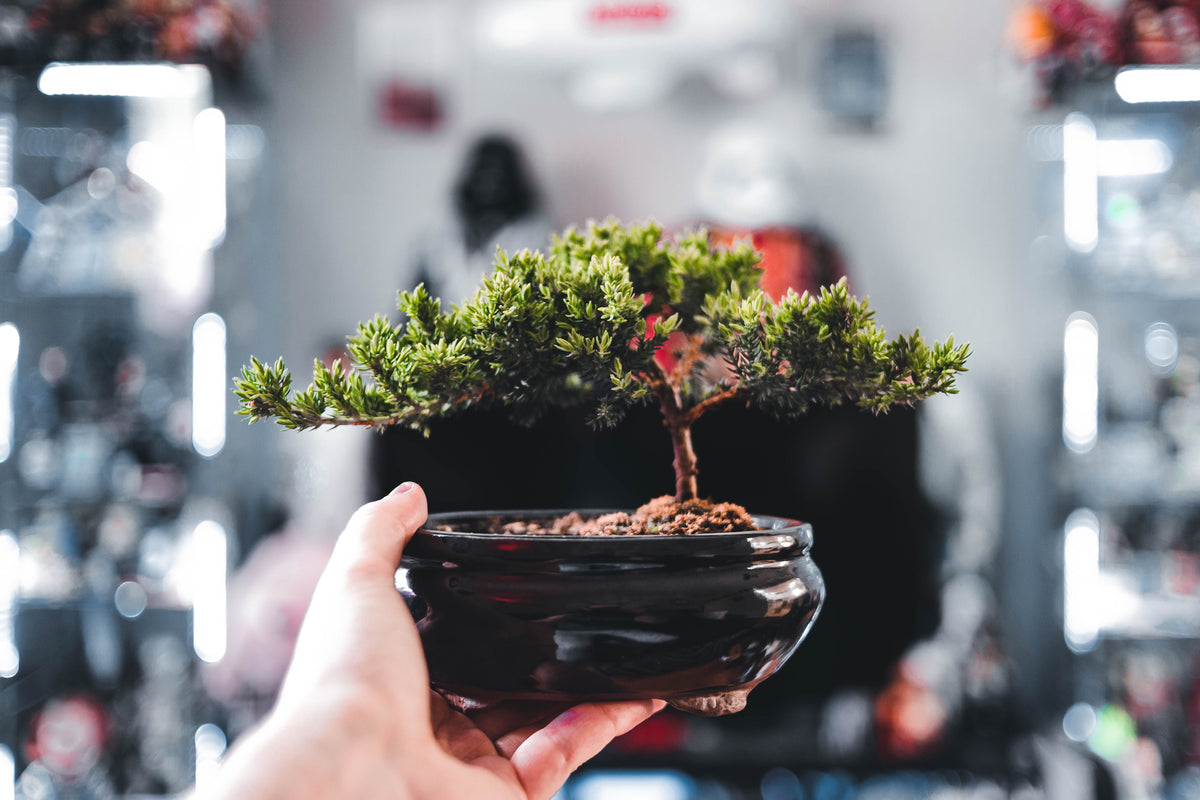 Taller de La Iniciación al Bonsai en Gràcia, Barcelona