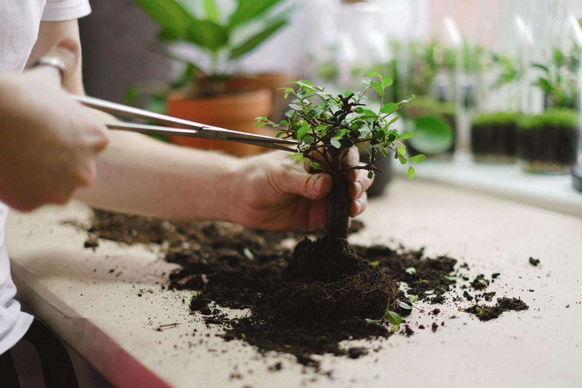 Taller de La Iniciación al Bonsai en Gràcia, Barcelona