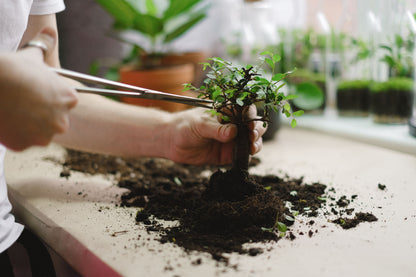 Taller de La Iniciación al Bonsai en Gràcia, Barcelona