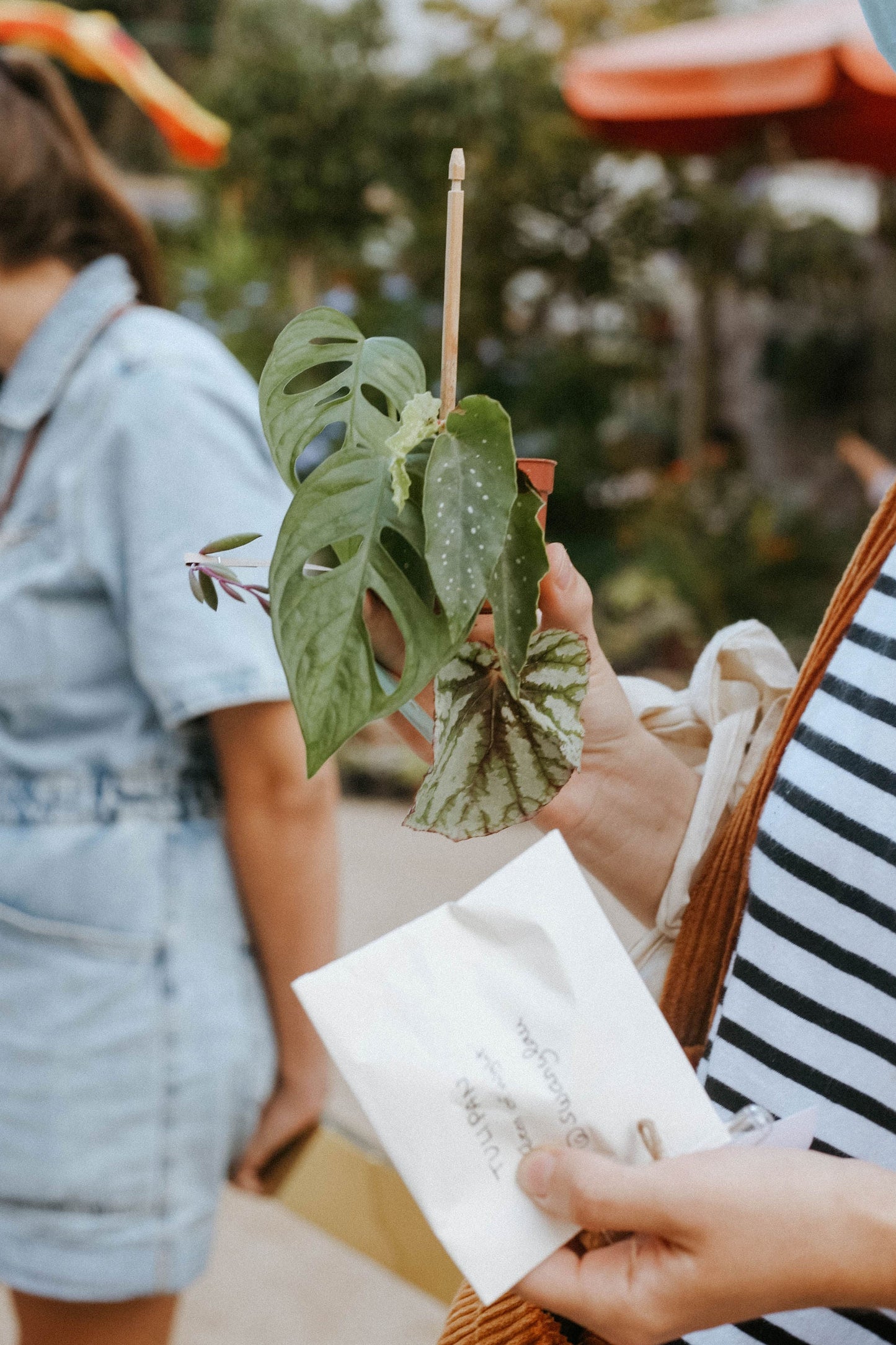 Plant Swap Madrid 2026
