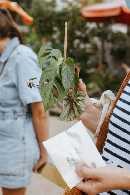 Plant Swap Madrid 2026